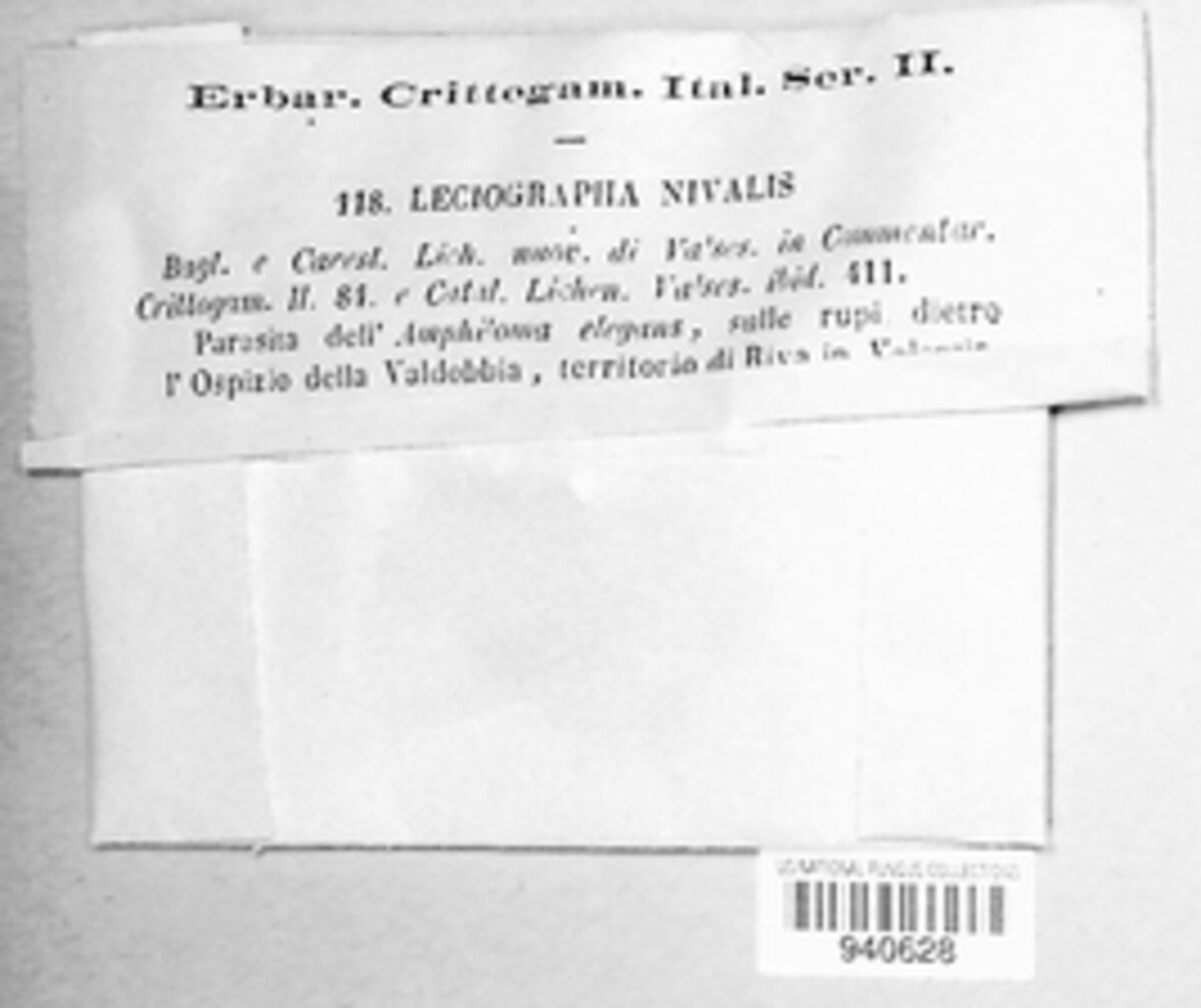 Tryblidaria nivalis image